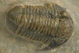 Detailed Proetid (Gerastos) Trilobite Fossil - Morocco #325832-1